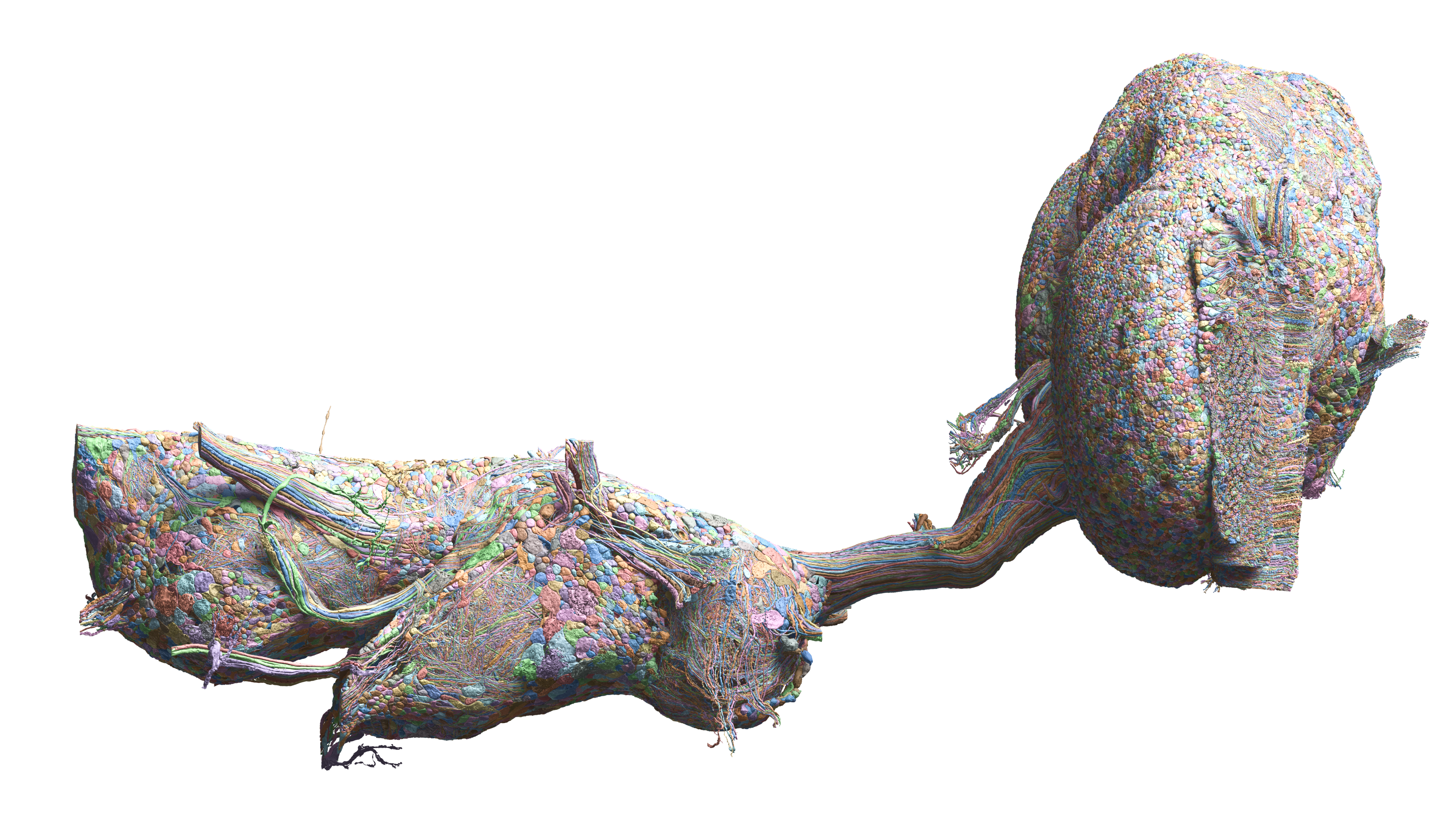 A colorful 3D map of a fruit fly’s brain and nerve cord